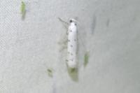 Myelois circumvoluta