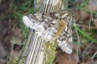 Lycia hirtaria