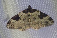 Xanthorhoe fluctuata