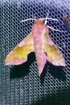 Deilephila porcellus
