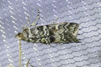 Dioryctria