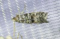 Dioryctria