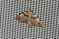 Anticlea derivata