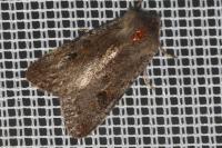Orthosia populeti