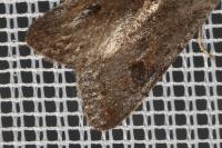 Orthosia populeti