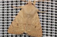 Orthosia cerasi