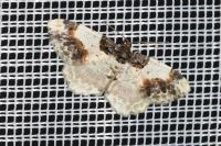 Ligdia adustata