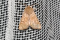 Orthosia miniosa