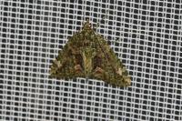 Chloroclysta siterata