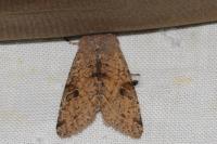 Orthosia incerta