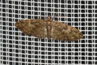 Eupithecia abbreviata