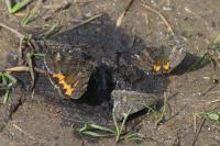 Boudinotiana notha