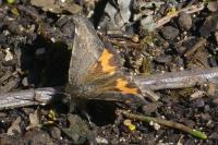 Boudinotiana notha