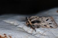 Ocnogyna parasita