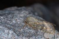 Dasypolia templi