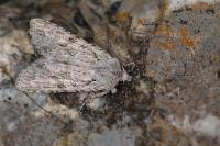 Lithophane ornitopus