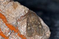 Dasypolia ferdinandi