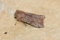 Orthosia incerta