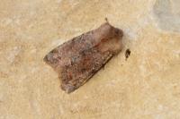 Orthosia incerta