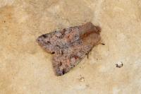 Orthosia incerta