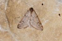 Alsophila aescularia
