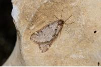 Alsophila aescularia