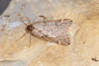 Alsophila aescularia