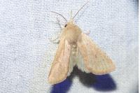Orthosia cruda