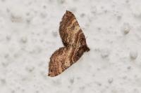 Earophila badiata