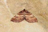 Earophila badiata