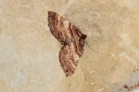 Earophila badiata