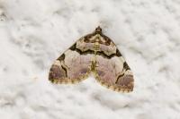 Anticlea derivata
