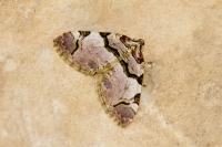 Anticlea derivata