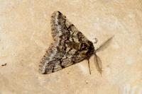Lycia hirtaria