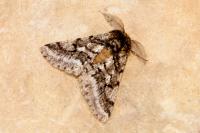 Lycia hirtaria