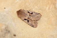Orthosia gothica