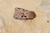 Orthosia gothica