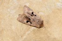 Orthosia gothica
