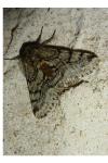 Lycia hirtaria