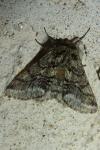 Lycia hirtaria