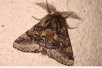 Lycia hirtaria