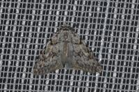Nola cicatricalis