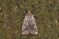 Conistra erythrocephala