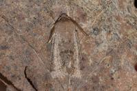 Orthosia cerasi