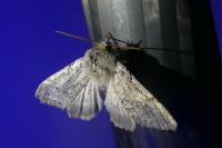 Achlya flavicornis