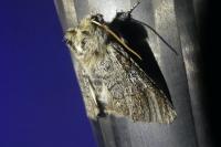 Achlya flavicornis