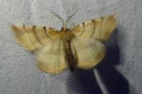 Selenia dentaria