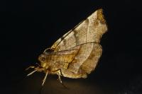 Selenia dentaria