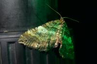 Earophila badiata