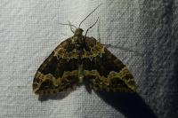 Lampropteryx suffumata